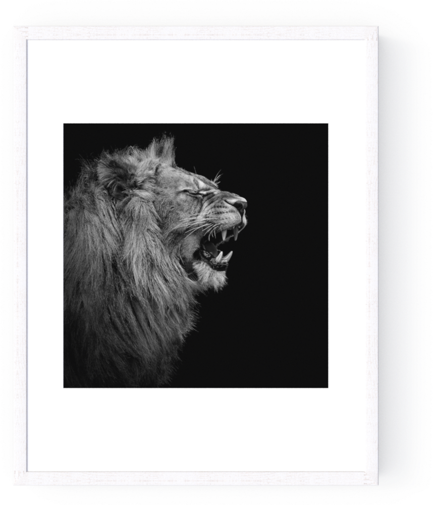 Photo Young Lion I - Young Lion (1000x1000), Png Download