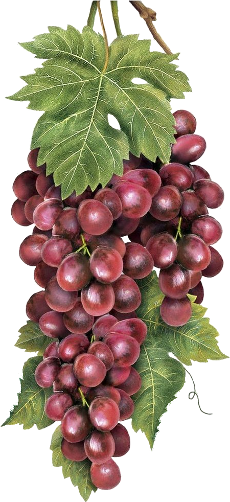 Transparency / Overlay For Personal Use - Grape (480x1002), Png Download
