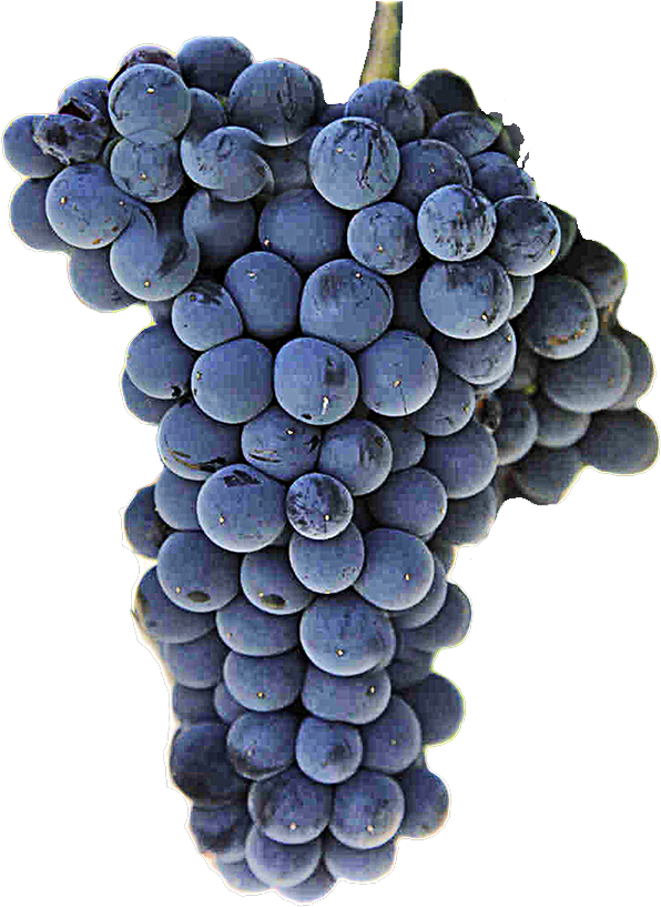 Red Wine Grape - Malbec Grape Png (700x828), Png Download
