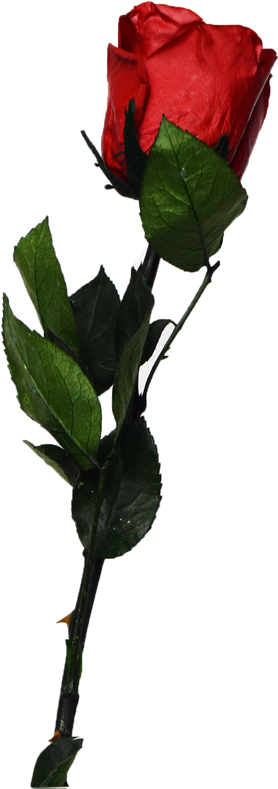 Garden Roses (1500x1614), Png Download