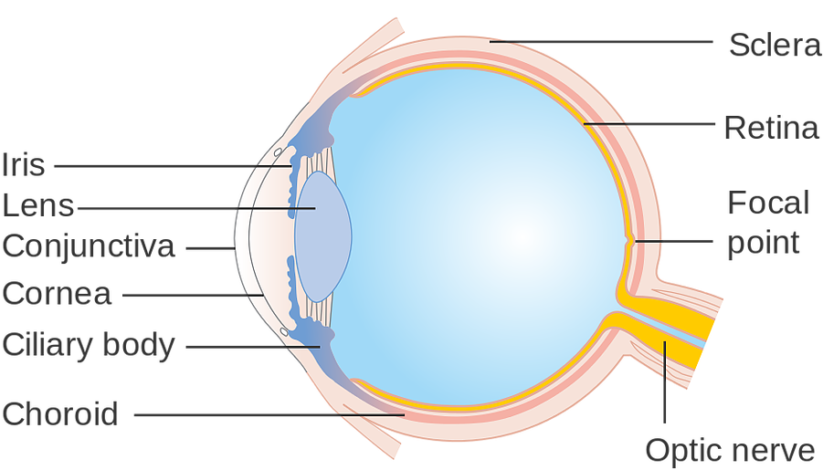 Because We Hold Them So Close To Our Face, The Exposure - Circle (966x615), Png Download
