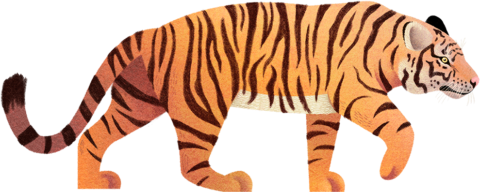 Save To Collection - Siberian Tiger (1000x460), Png Download