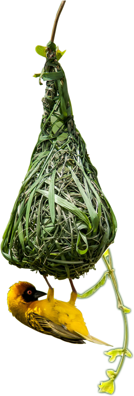 Real Estate Developers - Eurasian Golden Oriole (391x820), Png Download