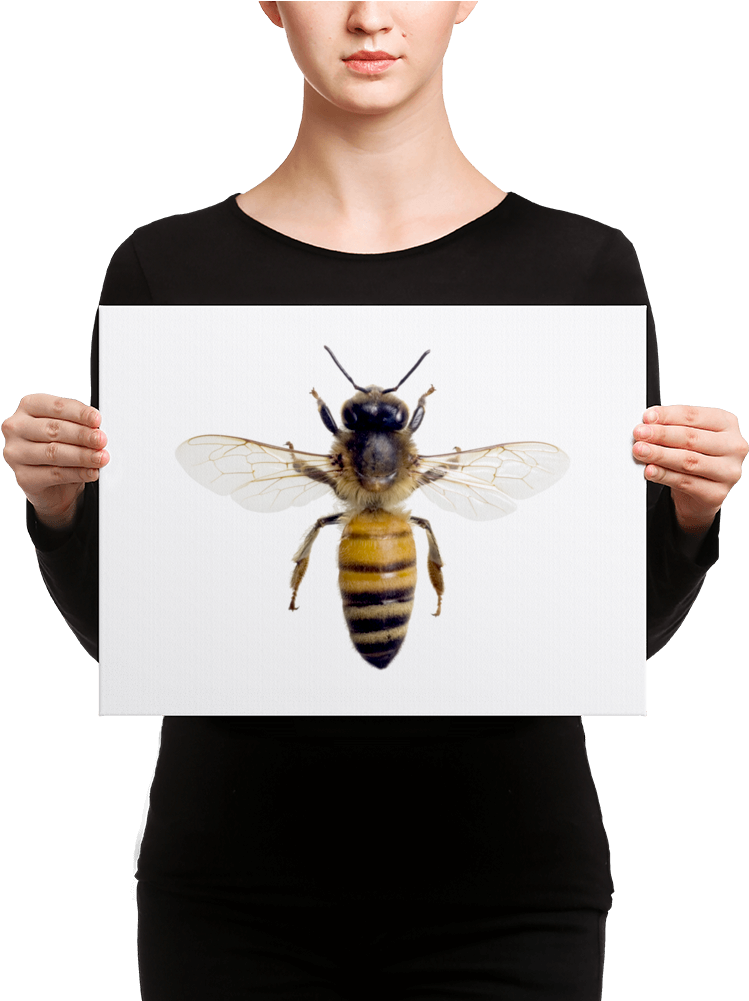 Honey-bee Canvas - Canvas Print (1000x1000), Png Download