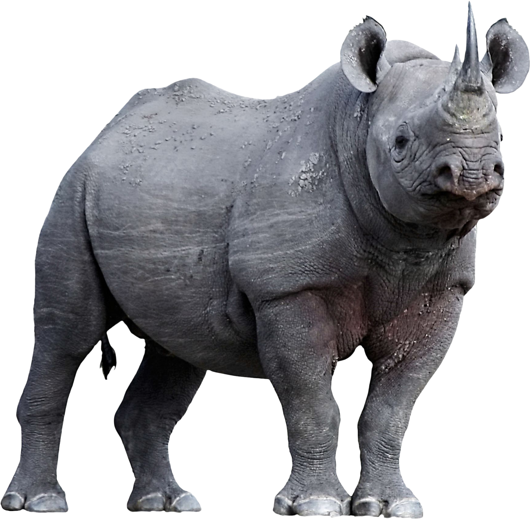 Animalrhinoceros - Dkfindout Animals (2200x1873), Png Download