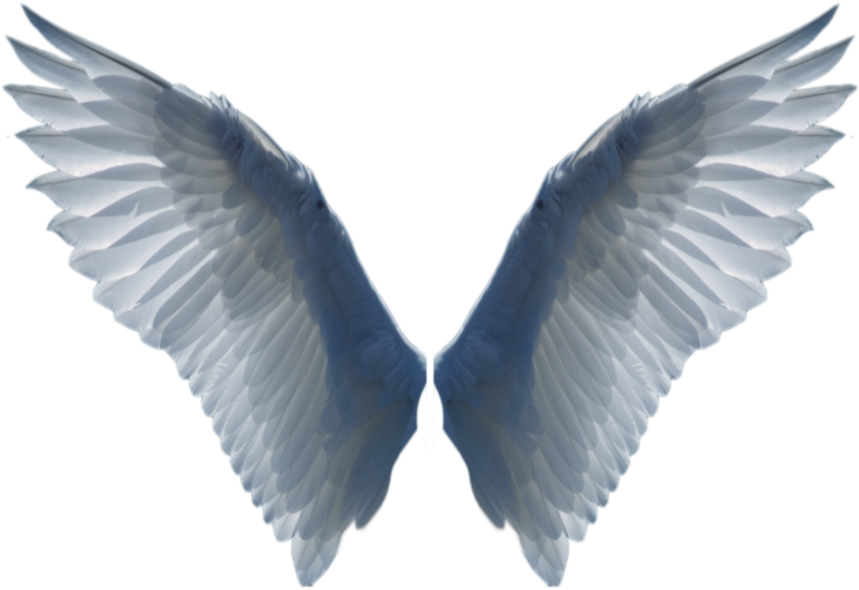 Angel Wings Realistic Png (900x695), Png Download