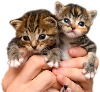 A Big Thank-you To Pet Food Express - Friendship (379x360), Png Download