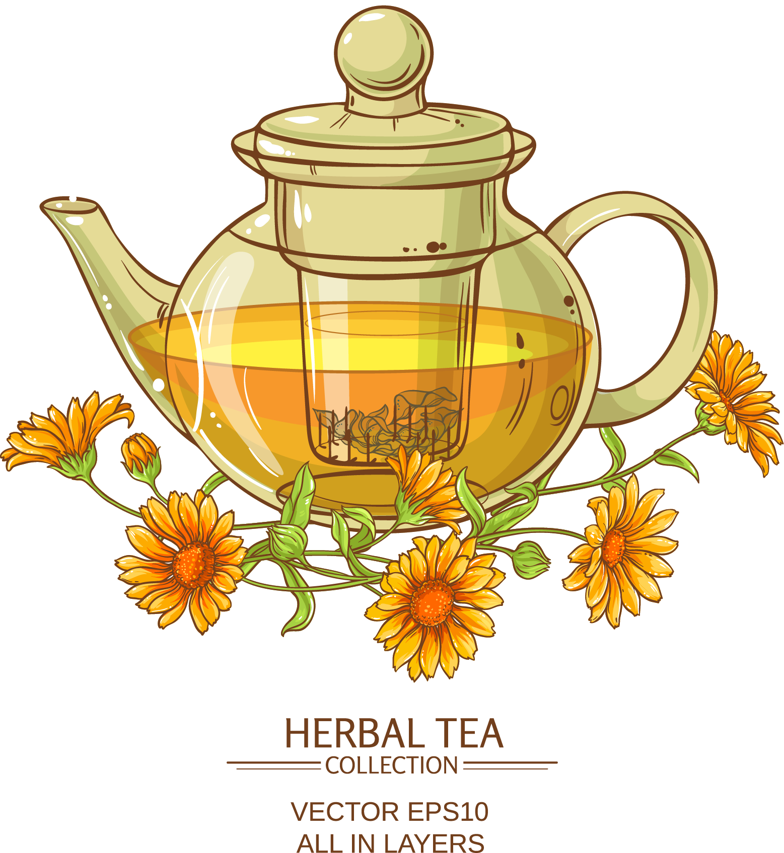 Chrysanthemum Tea Flowering Tea Calendula Officinalis - Vector Graphics (1557x1695), Png Download