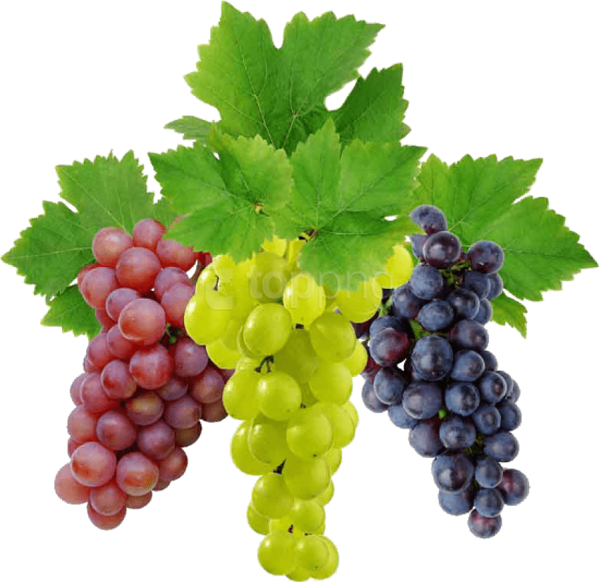 Grape Image Free Picture - Transparent Background Grapes Png (550x534), Png Download