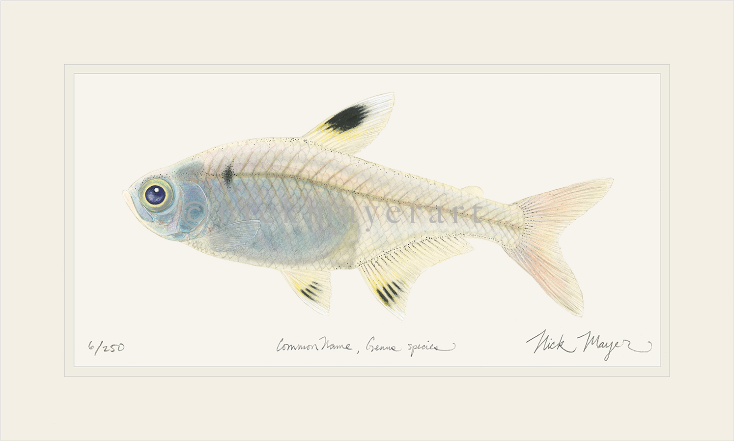 X-ray Fish Original Watercolor Painting - Xray Fish (1700x1103), Png Download