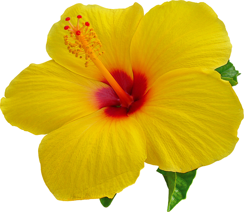 Transparent Background Mart Png Free Download - Hibiscus Flower Transparent Background (826x720), Png Download
