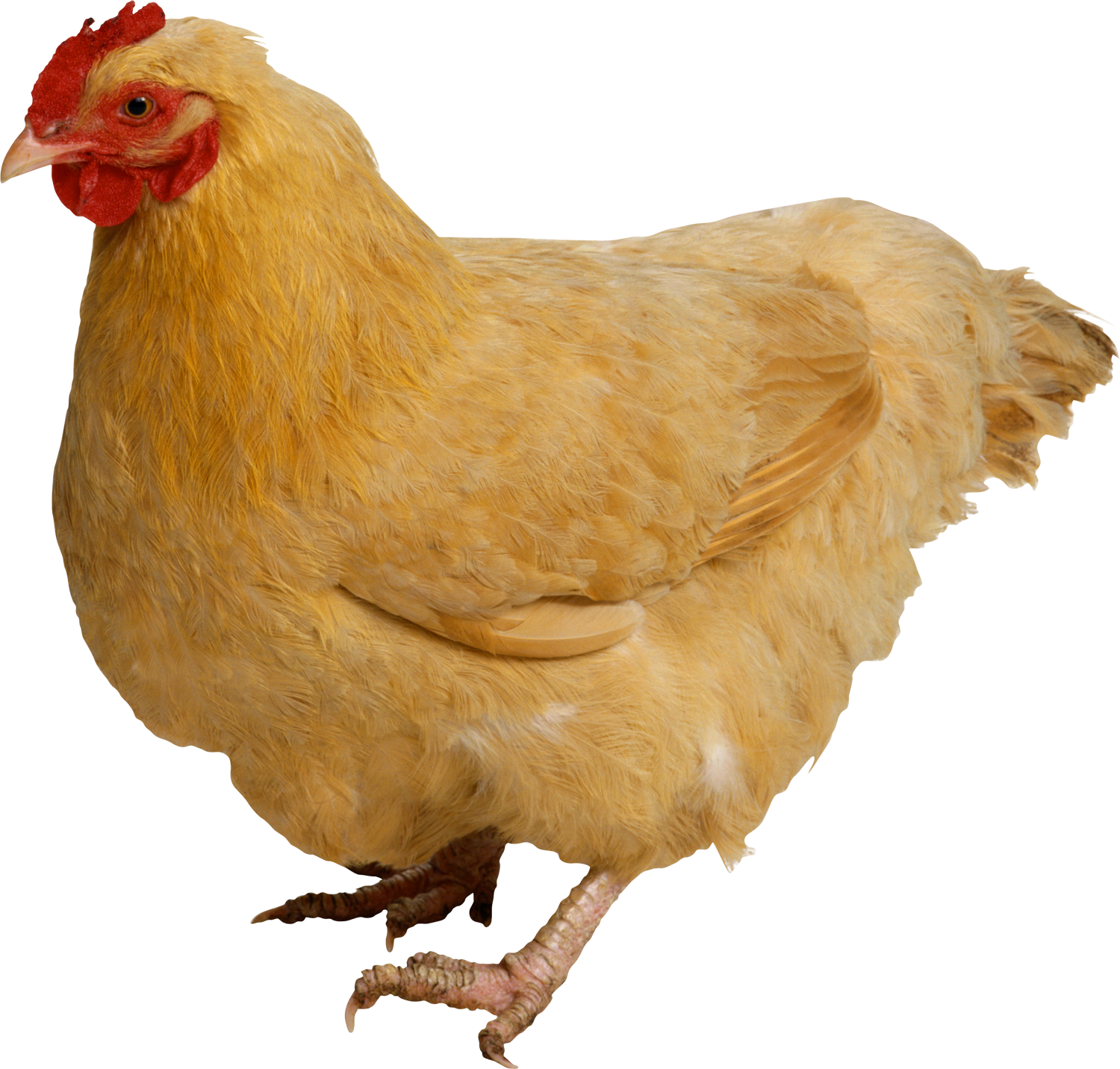 Reel Chicken - Transparent Pictures Of Chickens (1500x1432), Png Download