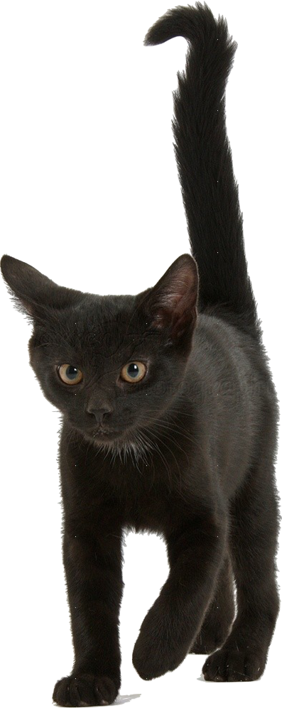 Black Kitten Png - Black Kitten Transparent Background (397x997), Png Download