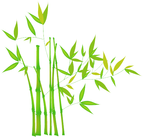 Bamboo Transparent Png - Grass (497x488), Png Download