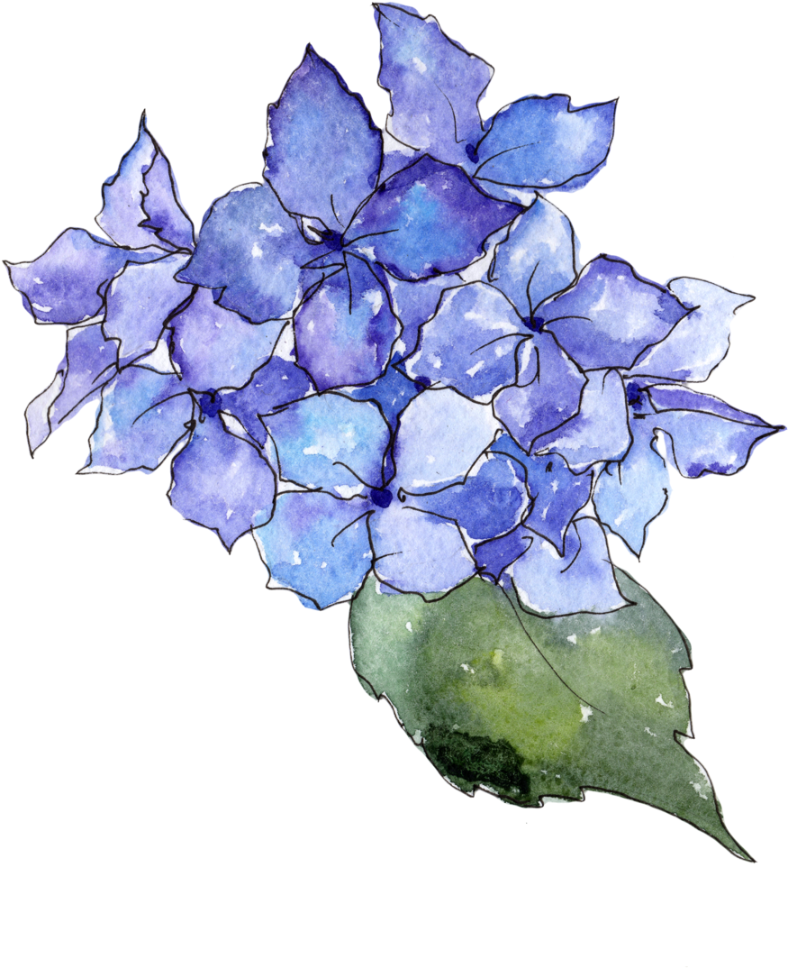Hydrangea Transparent Watercolor Svg Transparent Download - Watercolor Painting (1200x1200), Png Download