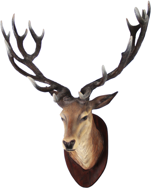 Clipart Png Deer - Deer Head Transparent (640x640), Png Download