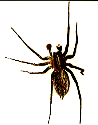 File - Fred C - Spider - Spider With Clear Background (318x418), Png Download