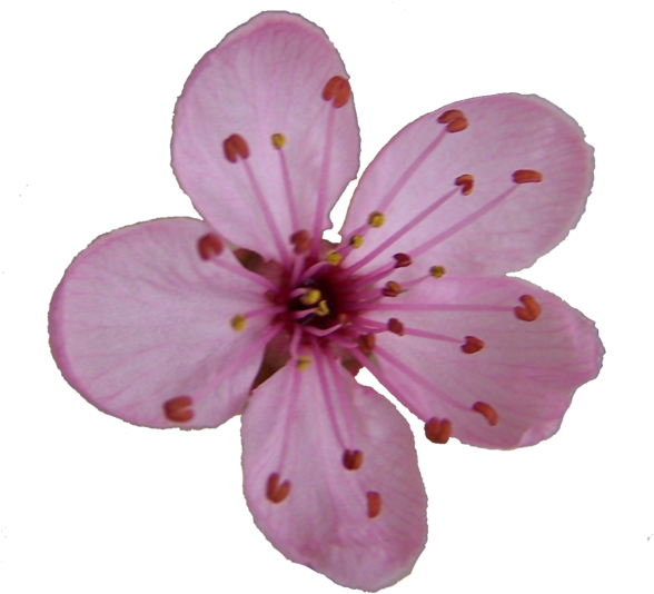 Drawn Ume Blossom Pink Blossom - Cherry Blossom Single Flower (600x600), Png Download