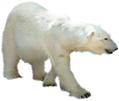Png Polar Bear Svg Free Stock - Polar Bear On A Transparent (445x355), Png Download