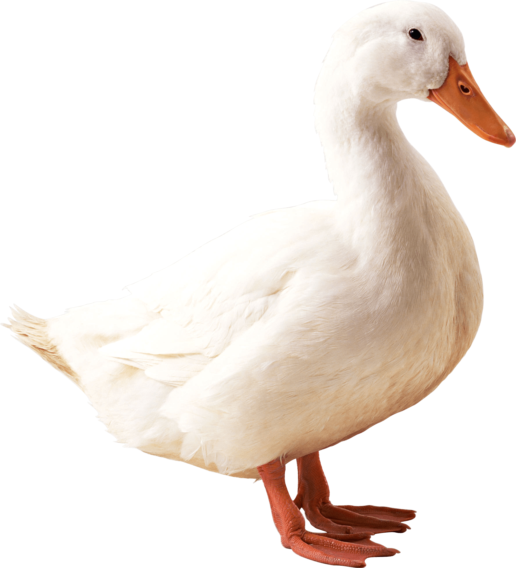 Duck Png (1780x1959), Png Download