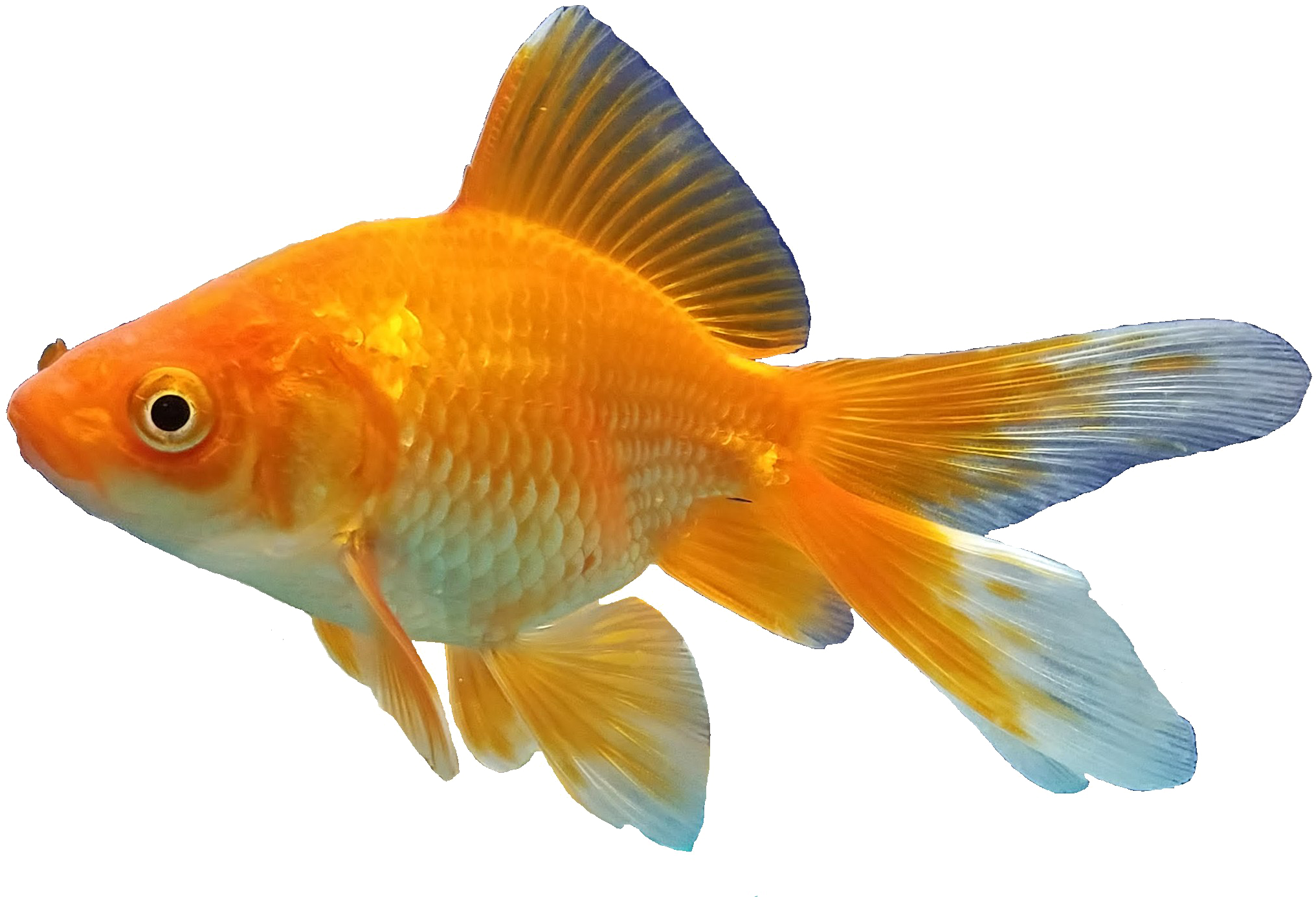 Goldfish Background Png - Transparent Background Goldfish Png (2213x1449), Png Download