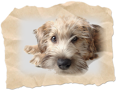 Complimentary Puppy Clinic Coming Soon - Shooting From Eye Level Photography (471x363), Png Download