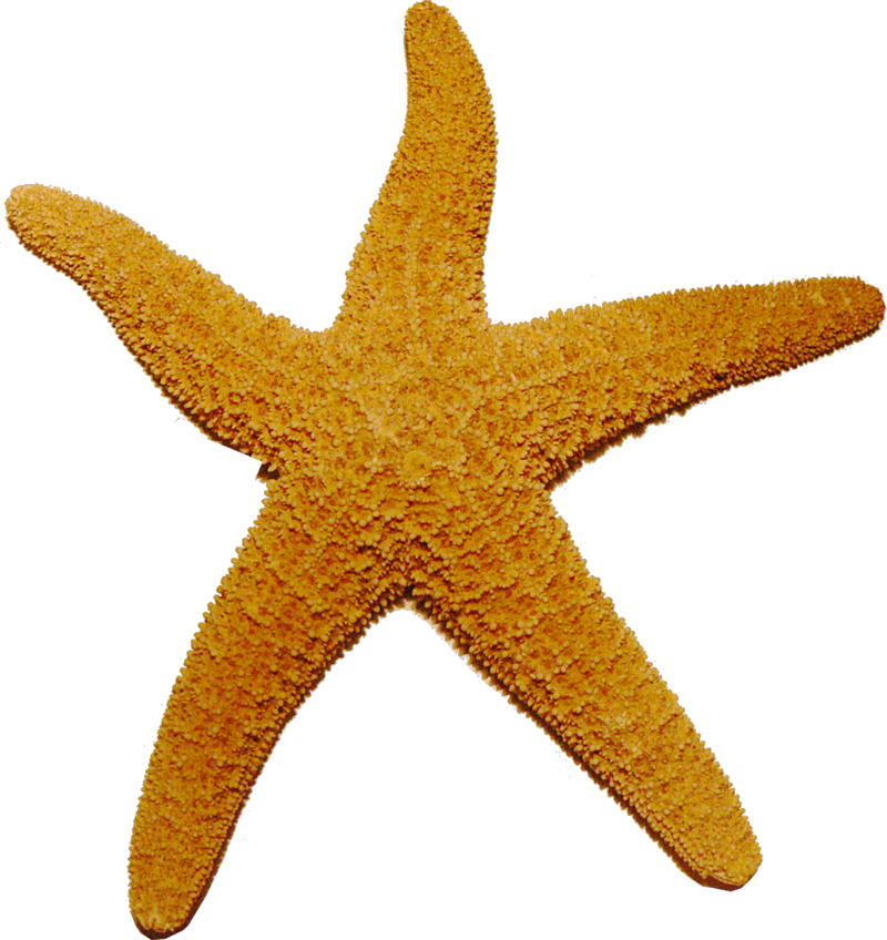 Starfish Transparent - Starfish Png (800x848), Png Download