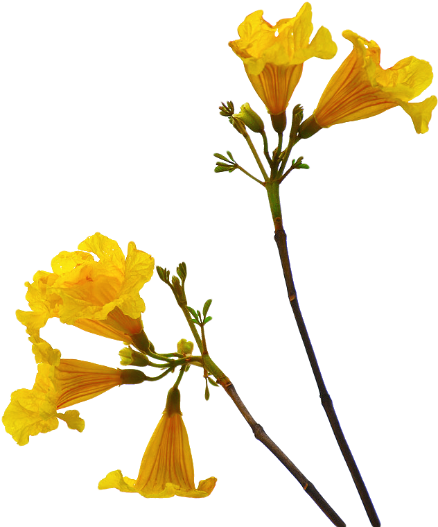 Flower Png Free Download - Flower And Stem Png (711x800), Png Download