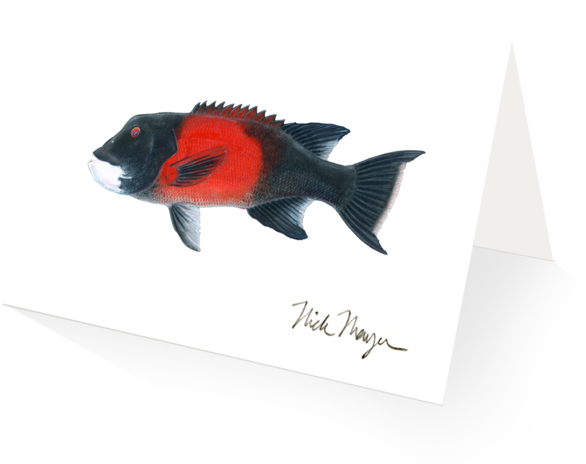 California Sheephead, Male - California Sheephead (1024x825), Png Download