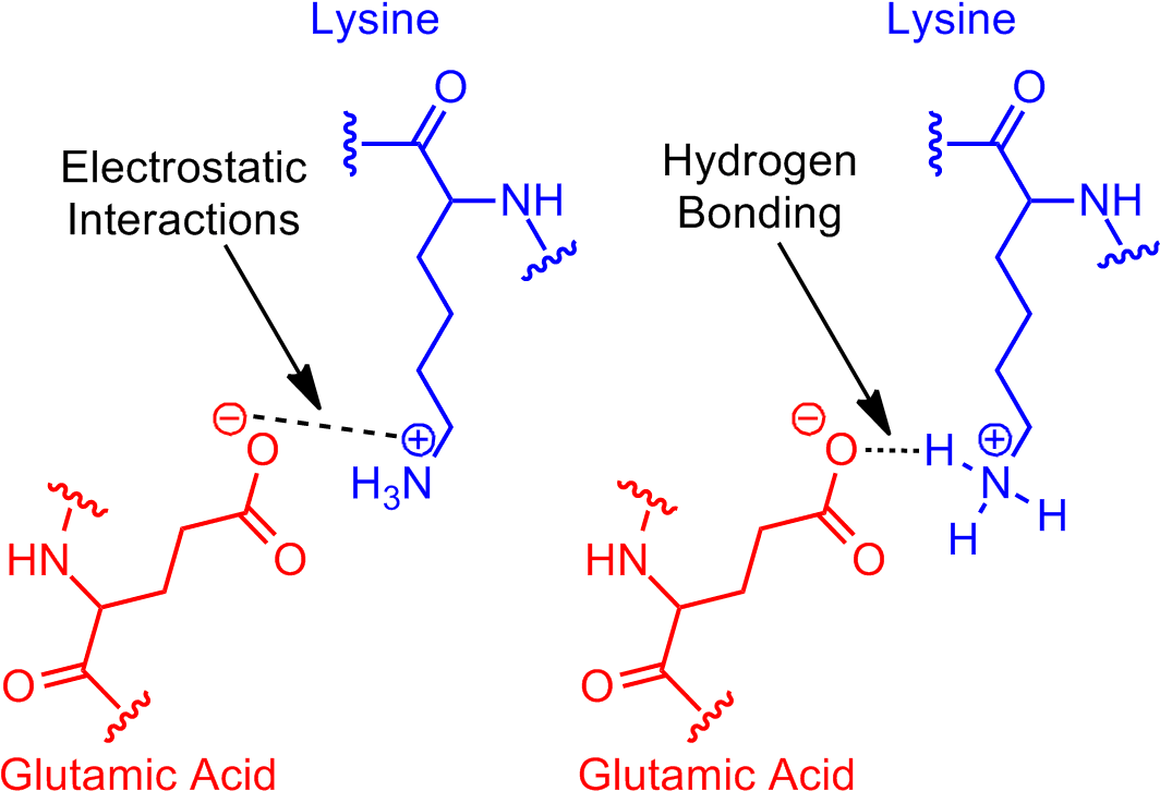 Next Revisit Glutamic Acid Lysine Salt Bridge - What's A Salt Bridge (1085x759), Png Download