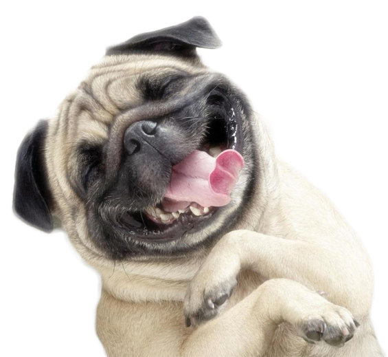 Vector Black And White Library Dogs Png Seafood Made - Cute And Amazing Animals (834x518), Png Download