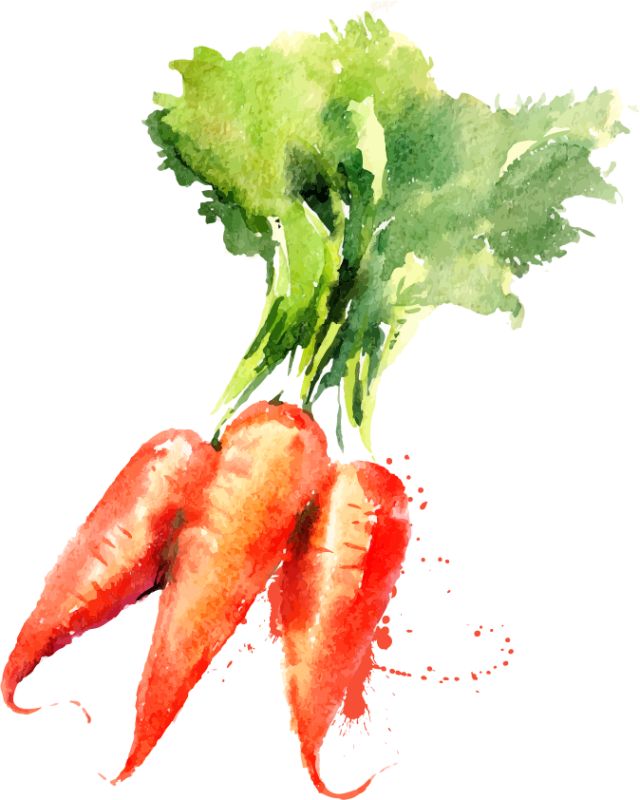 Find Out More - Vegetable Watercolor Paintings (640x800), Png Download