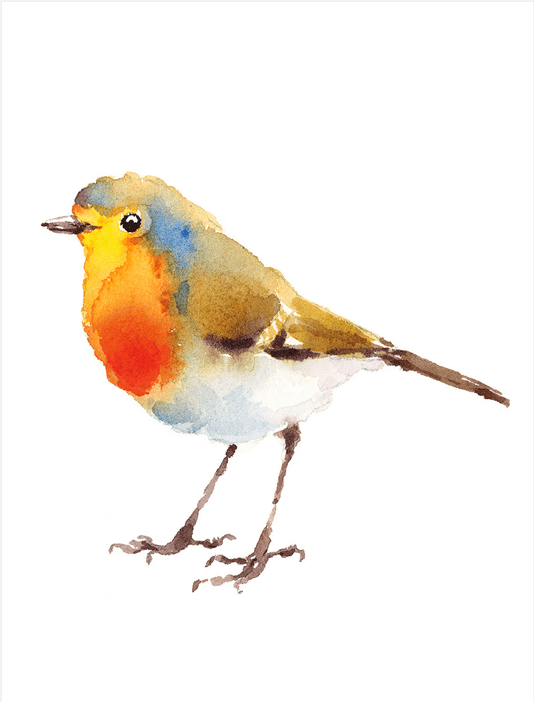 European Robin Watercolor Painting Drawing - Watercolor Painting (1000x1000), Png Download