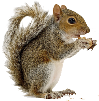 Squirrel Png Hd Transparent Squirrel Hd - Squirrel Png (343x350), Png Download