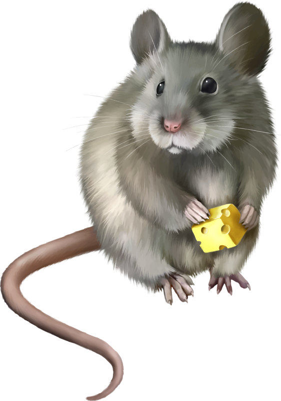 Souris - Field Mice Clipart (562x800), Png Download