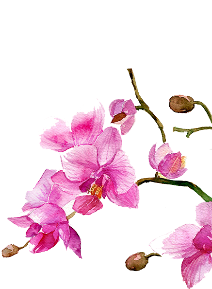 Watercolour Flowers Watercolor Painting Drawing - Orchid Flower In Watercolour (464x700), Png Download