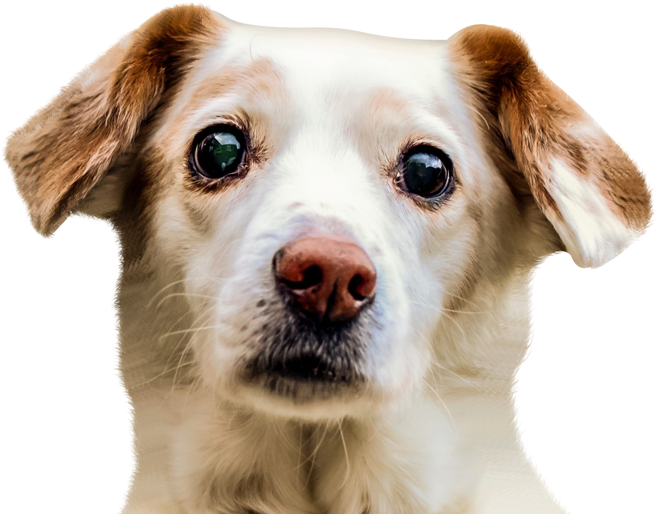 Dog Png - Dog Face Png (1632x1080), Png Download