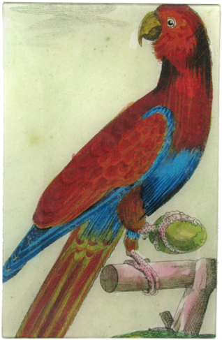 Parrot (500x500), Png Download