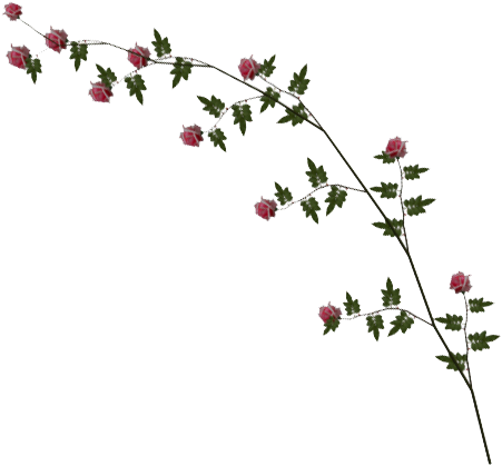 Rose Vine Png Image - Sister - Happy Ostara - Vernal Equinox - Spring Floral (500x500), Png Download