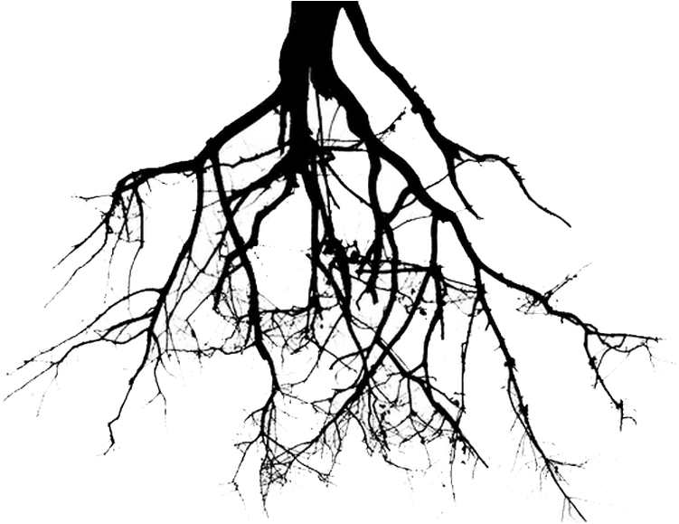 Tree With Roots Png - Roots Clipart (713x564), Png Download