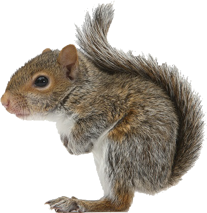 Squirrel Png - Baby Squirrel White Background (425x425), Png Download