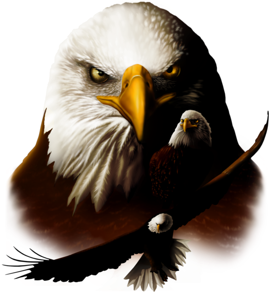 Bird Fabric, Eagle Fabric Panel With 3 Eagles - Textile (557x600), Png Download