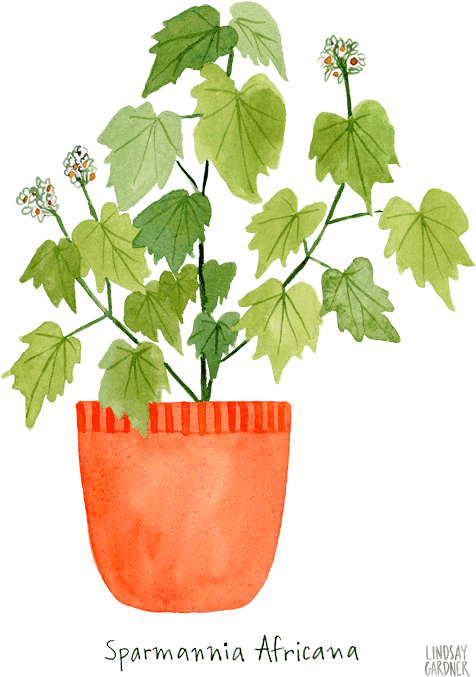 "sparmannia Africana" Watercolor Painting By Lindsay - Printing (504x756), Png Download