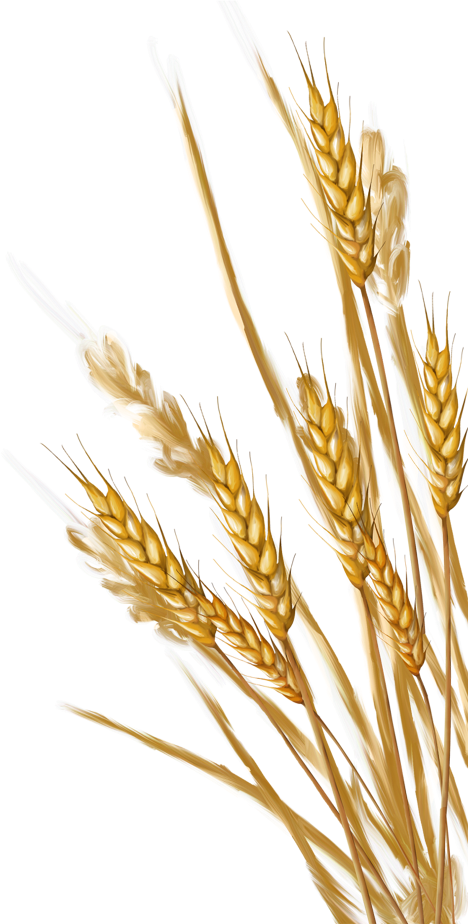 Transparent Background Wheat Clipart (480x915), Png Download
