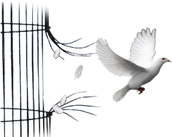 Pigeons - Dove Funeral Png (640x480), Png Download