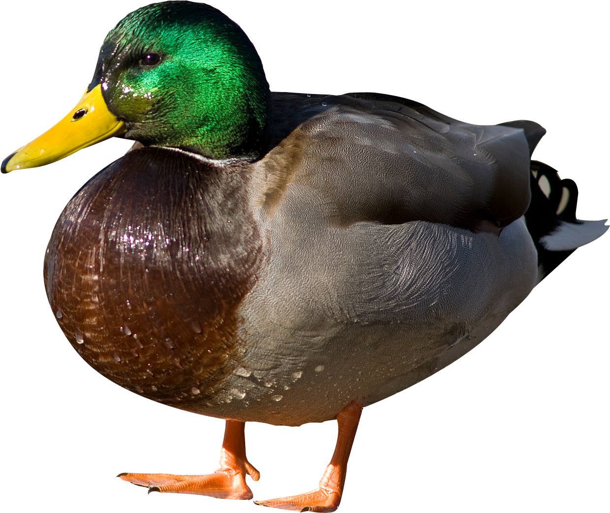 Duck Png (1458x1215), Png Download
