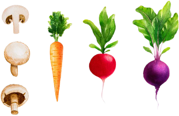 Radish Vegetable Watercolor Painting Beetroot - Radish Watercolor (750x500), Png Download