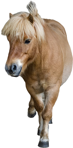 Chimpanse Graphic - Pony Animal Png (277x531), Png Download