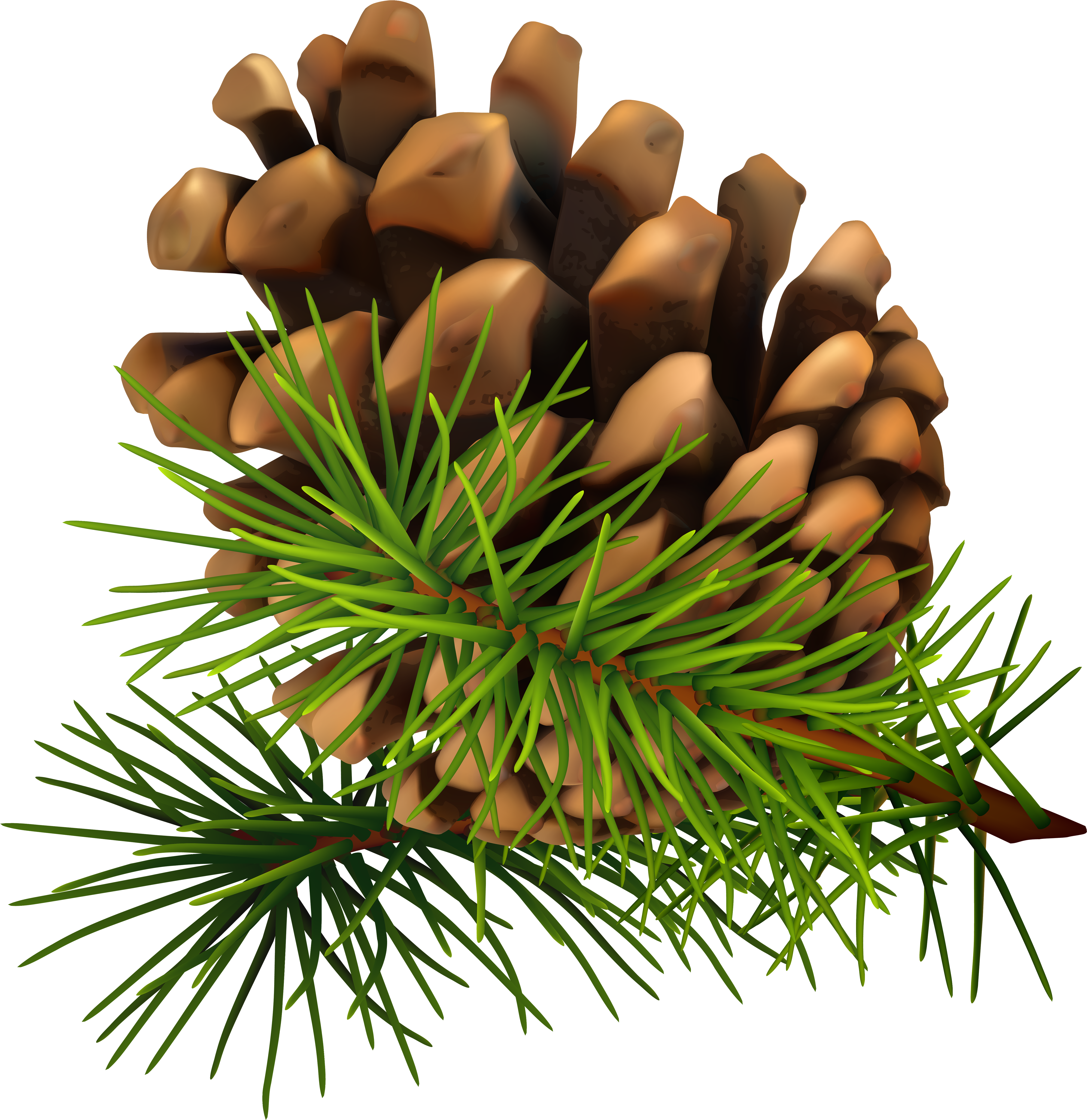 Pine Watercolor Png Clip Art Royalty Free Download - Clipart Pinecone (583x600), Png Download
