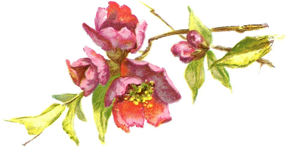 Free Vintage Flower Clip Art - Vintage Flowers Clipart Free (1003x561), Png Download